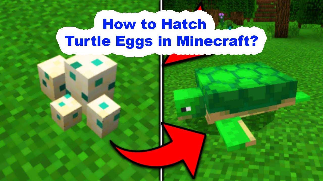 Turtle Eggs In Minecraft Everything Players Need To Know Images